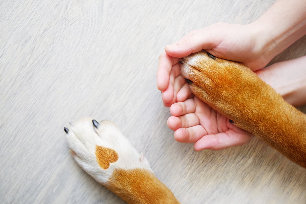 Dog paws with a spot in the form of heart and human hand close up, top view