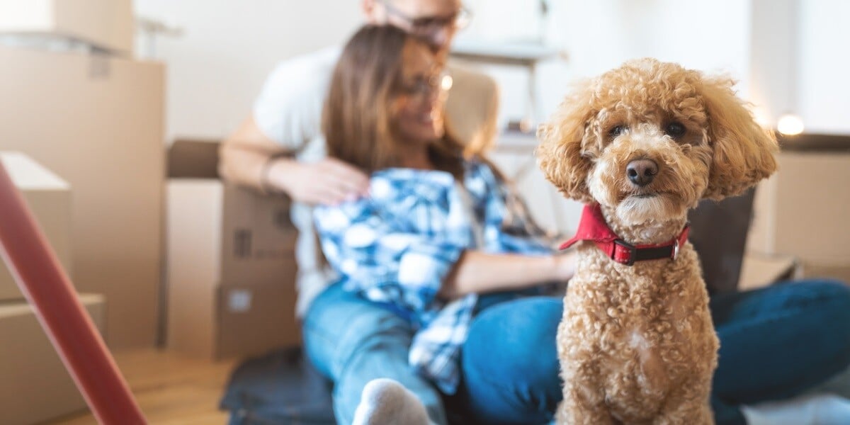 Portrait of a dog in front of a young couple at their new apartment